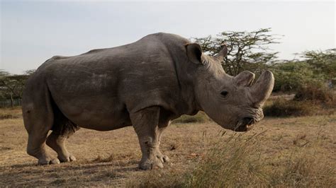 Last male northern white rhino 'Sudan' dies on Kenya reserve