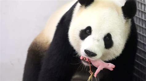 Newborn Giant Panda Makes Noisy Public Debut - NBC News