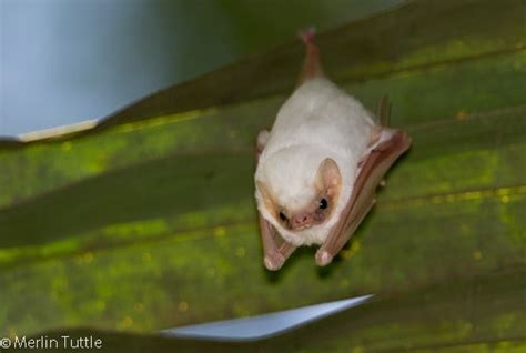 Northern Ghost Bats - Merlin Tuttle's Bat Conservation