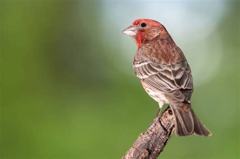 Birds In South Dakota: 26 Colorful Species To Look For