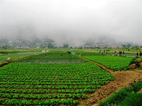 The Strawberry Fields of La Trinidad (Benguet) – B.L.A.S.T. – Live Life to the Fullest ……… Don't ...