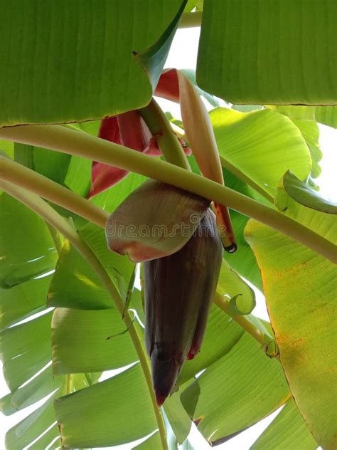 Musa Acuminata Flower is the Inflorescence of Banana Trees Closeup ...