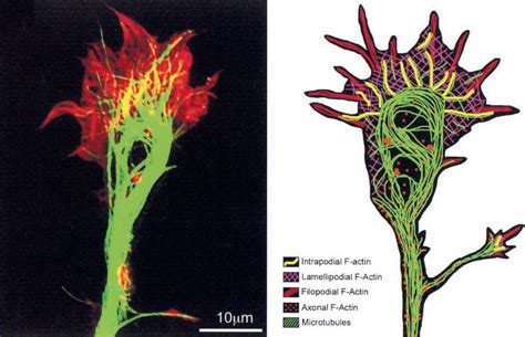 Growth cone and its role in axonal guidance ~ Advanced Neurobiology