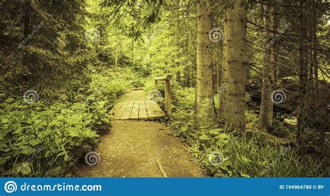 Hiking Trail in the Bavarian Forest Stock Photo - Image of hiking, park ...