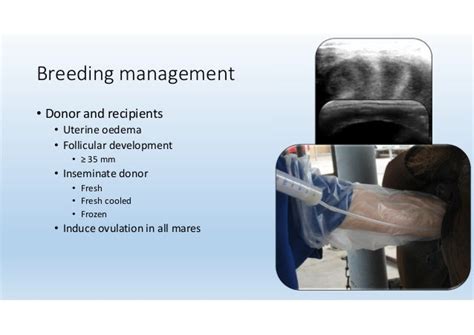 Equine embryo transfer and other techniques Dr Jose Len