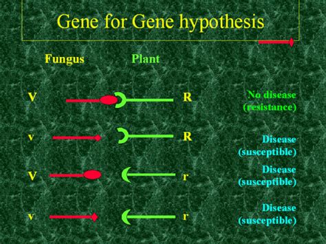 Gene for Gene hypothesis