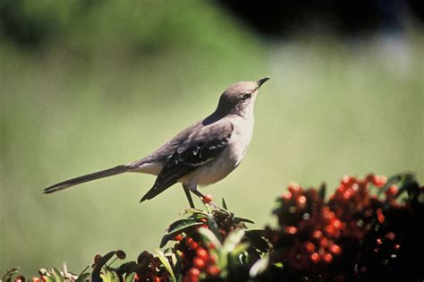 Northern Mockingbird - Mimus polyglottos - NatureWorks