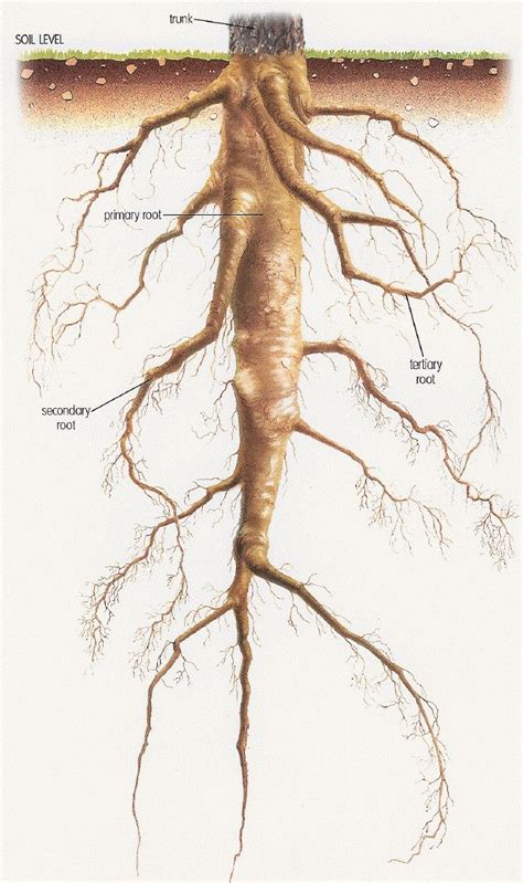 Pin by Ijeoma D on Dee | Tree leaf identification, Plant nutrients, Taproot