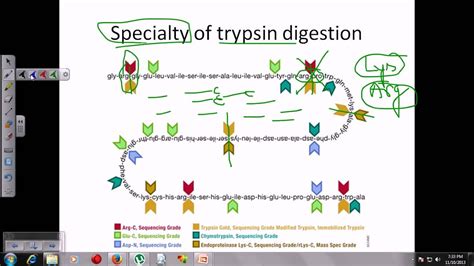 Trypsin digestion - YouTube