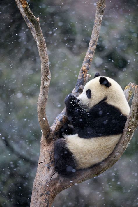 Panda in snow / © Eric Baccega / WWF | You can adopt a panda… | Flickr