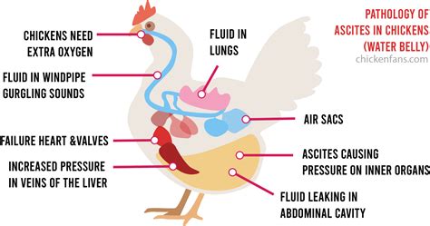 Water Belly in Chickens: Symptoms & Treatment of Ascites | Chicken Fans