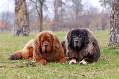 How Much Does a Tibetan Mastiff Cost? (2024 Price Guide)