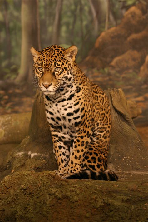 Dosya:Jaguar sitting.jpg - Vikipedi