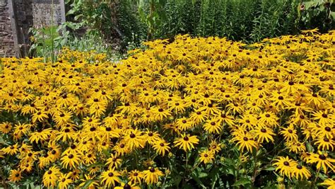 802 Rudbeckia flowers Stock Video Footage - 4K and HD Video Clips | Shutterstock