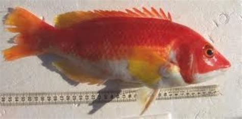 Yellowfin Pigfish Information and Picture | Sea Animals