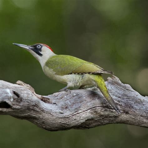 Green Woodpecker | BTO - British Trust for Ornithology