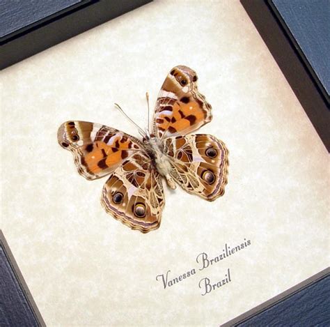 Vanessa Braziliensis Verso - Brazilian Painted Lady Butterfly