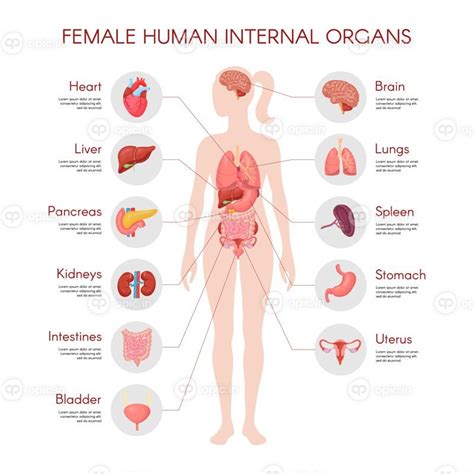 وکتور آناتومی بدن انسان وکتور پوستر اندام داخلی زن | اوپیک