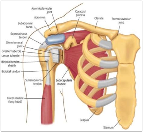 Shoulder Impingement Biceps Tendon