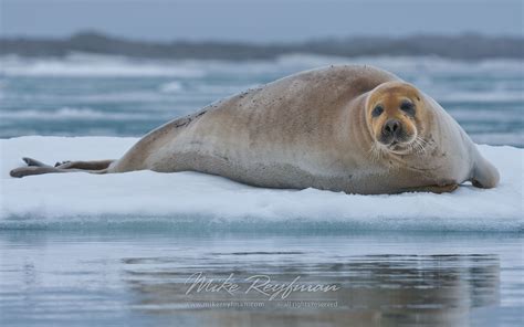 Bearded Seal (Erignathus barbatus) on the melting ice along Spitsbergen coast. Svalbard, Norway ...