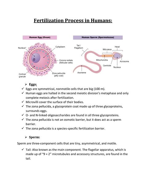 Stages Of Fertilization In Human