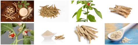 Ashwagandha Benefits for Anxiety and Sleep – Beaufort Organics