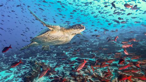 Galápagos Residents Express Strong Support for Expanding Marine Reserve | The Pew Charitable Trusts