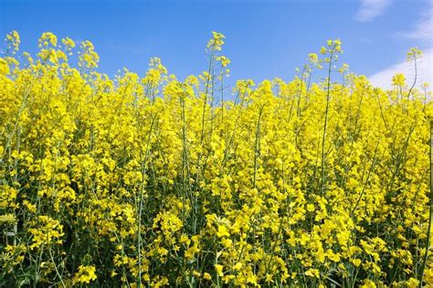 "Rapeseed field. Oilseed Rape, Canola, ... | Stock image | Colourbox