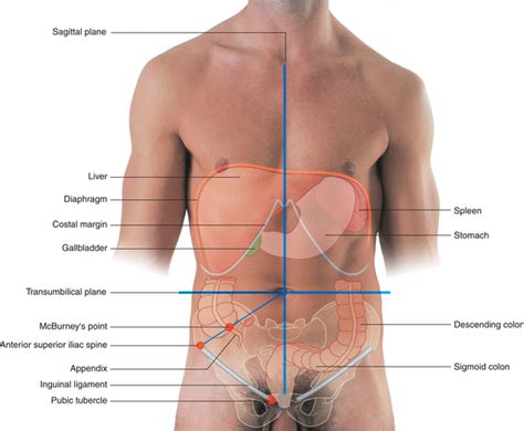 Pain Locator: Where Does It Hurt?, 45% OFF | www.elevate.in