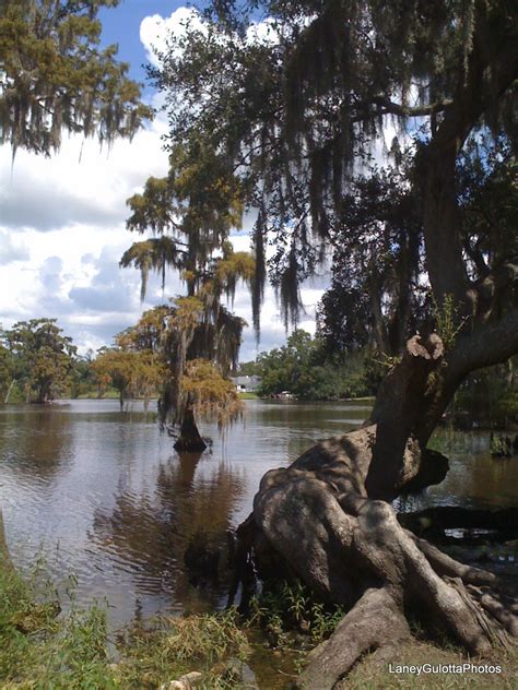 Fairview Riverside State Park, a Louisiana State Park located near ...