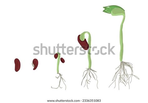 Growth Stages Bean Plant Bean Growing Stock Vector (Royalty Free ...