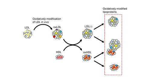 Biomedicines | Free Full-Text | Structure and Dynamics of Oxidized ...