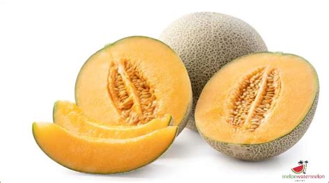 What is musk melon: A comprehensive guide to this refreshing fruit - [Updated December 2024 ]