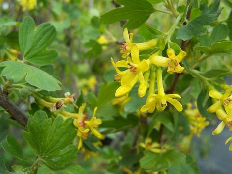 RIBES ODORATUM