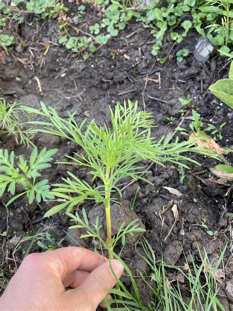 Sprout identification : r/Wildflowers