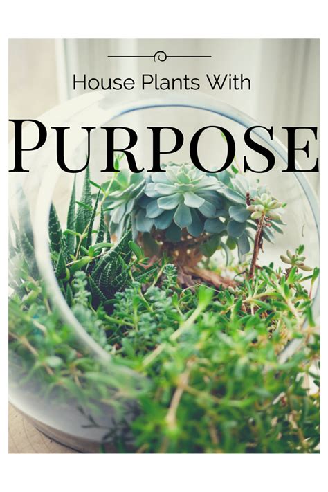 10 House Plants With Purpose - Life By Nadine Lynn