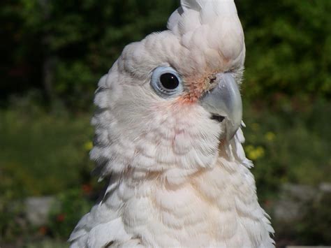 Free Goffin Cockatoo Stock Photo - FreeImages.com