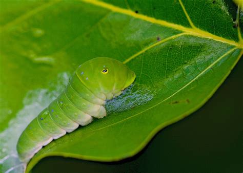 Eastern tiger swallowtail caterpillar on Liriodendron tulipifera | Swallowtail, Plant leaves ...