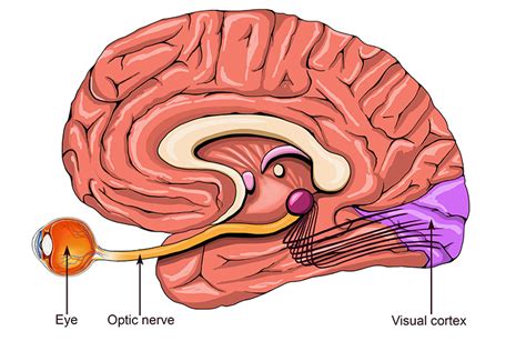 Optic Nerve Brain