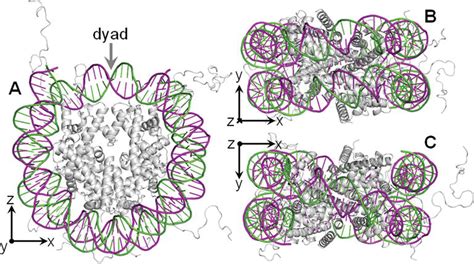 Nucleosome Positioning and Its Role in Gene Regulation in Yeast ...