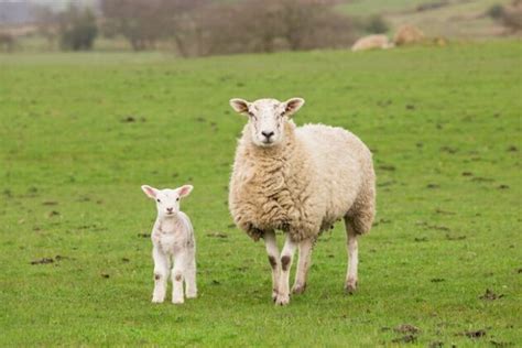 Difference in "Lamb vs Sheep" Characteristics and Appearance - MustPets.Com