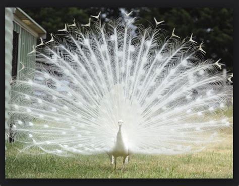 An albino peacock | Rare albino animals, Albino animals, Albino peacock