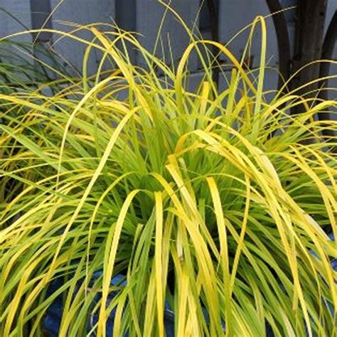 Carex Evirillo - Beechmount Garden Centre