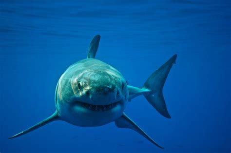 Shark Fight: Scientists Complain about Rival Great White Tagging ...