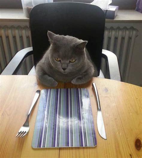 hungry cat Blank Template - Imgflip