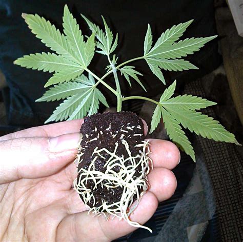 Picture Guide to Cloning Marijuana | Grow Weed Easy