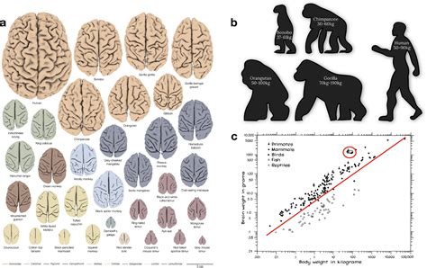 Imaging evolution of the primate brain: the next frontier? | FAN Lab@CASIA