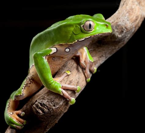 Green Tree Frog at Night in Amazon Rain Forest Stock Photo - Image of tree, eyes: 19536356