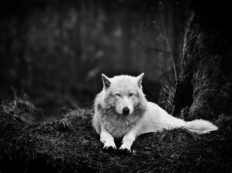 HD wallpaper: pack of wolf during daytime, wolf pack, timberwolf, Bad ...