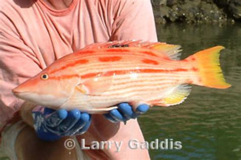 Hawaiian Pigfish Information and Picture | Sea Animals